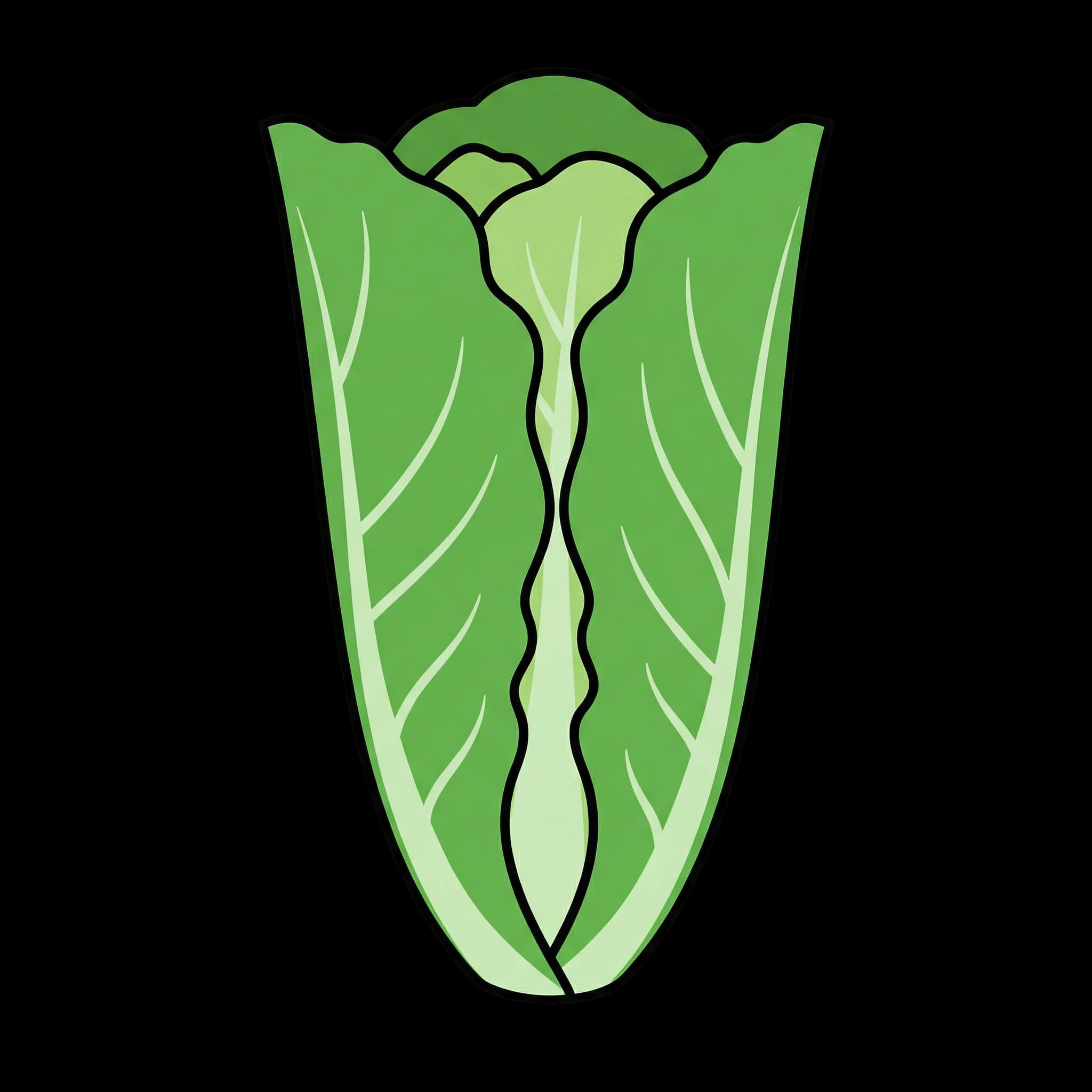 Cos Lettuce